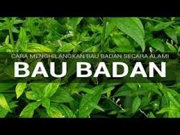 Cara Menghilangkan Bau Badan Cara Menghilangkan Bau Ketiak Penghilang Bau Badan Bau Badan Alam