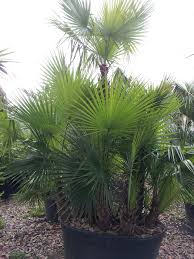 We did not find results for: Palms Of Paradise