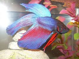 Tankmates For Bettas And Betta Fish In A Community Tank Betta Fish Care Betta Fish Betta
