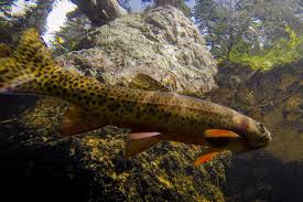Their populations are healthy worldwide and they have no special status or protections. The Greenback Cutthroat Trout Needs Saving Again High Country News Know The West