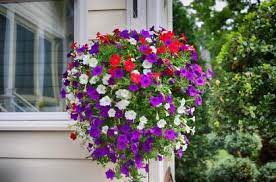 Position your solar lights in a location where it can receive maximum exposure to solar radiation during the day; Red Purple Color Combos Flowers Plant Gardening Blooming Secrets