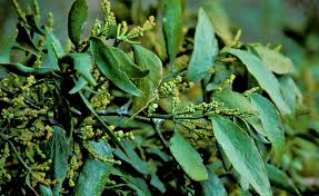 Image result for Viscaceae