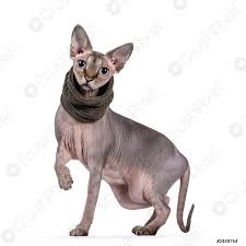 Laden sie diese kostenlose icon zu minskin katze und entdecken sie mehr als 10m professionelle grafikressourcen auf freepik. Sphynx Katze Mit Halsband Auf Weissem Hintergrund Foto Vorratig Crushpixel