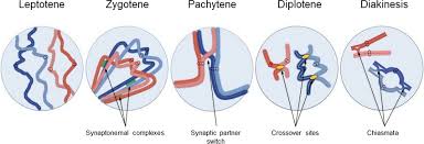 Image result for Meiosperma
