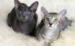 Oriental Shorthair - Wikipedia