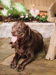 Jasmine plants are not toxic to cats, horses and dogs, according to the american society for the prevention of cruelty to animals. Poisonous Plants For Dogs Hgtv