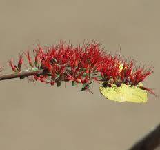 Image result for Combretum paniculatum
