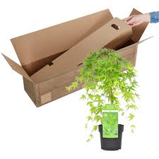 Kobayashi from kobayashi maple nursery in japan. Buy Ornamental Shrubs Now Japanese Maple Acer Ryusen Orange Green Hardy Plant Bakker Com