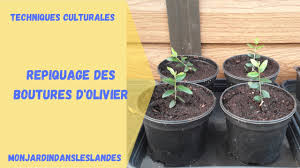 We did not find results for: Repiquage Des Boutures D Olivier Monjardindansleslandes Youtube