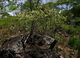 Image result for Rhoicissus revoilii