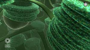Introductory video for a series of lessons dealing with the particle model of matter. Travel Deep Inside A Leaf Annotated Version California Academy Of Sciences Youtube