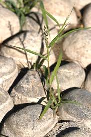 Image result for Eragrostis homblei