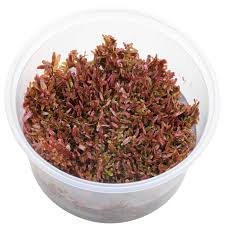 Image result for Rotala capensis