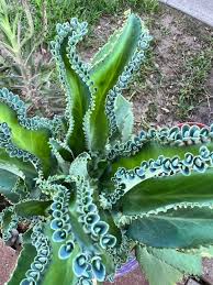 Image result for Kalanchoe daigremontiana