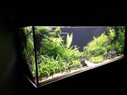 500 Liter Aquascape1 2 By Creathor Aquarios