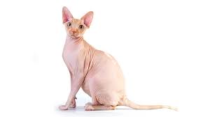 Weitere ideen zu sphynx katze, sphynx, katzen. Sphynx Katze Preis Fell Kosten Und Mehr