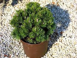 5 Beispiele Fur Winterharte Balkonpflanzen Winterharte Balkonpflanzen Balkon Pflanzen Pflanzen