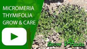 Image result for Micromeria