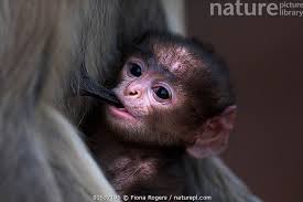 Stock photo of Southern plains grey langur