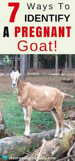 How can i tell if a goat is pregnant. How To Tell If A Goat Is Pregnant Arxiusarquitectura