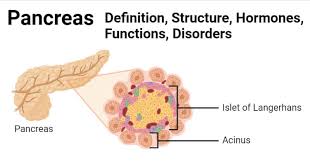 To counteract this stimuli beta cells alert the control centre, which are also the beta cells located in the islets of langerhans in the pancreas. Pancreas Definition Structure Hormones Functions Disorders