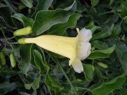 Image result for Hyparrhenia anemopaegma