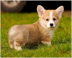 We look forward to meeting you! Welsh Corgi For Adoption Under 500 Petfinder