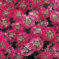 Pin On Annual Flowers