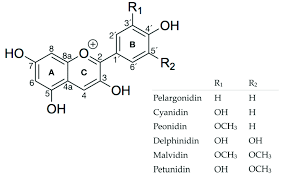 Structure Of Anthocyanidins Pelargonidin Cyanidin Peonidin Download Scientific Diagram