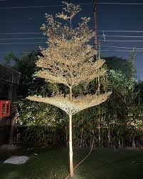 Image result for Terminalia boivinii