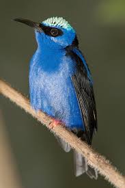 Bird With Colorful Feathers Name Roodpoothoningzuiger Blue Bird Beautiful Birds Bird