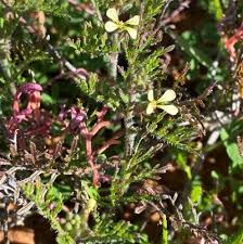 Image result for Carrichtera annua