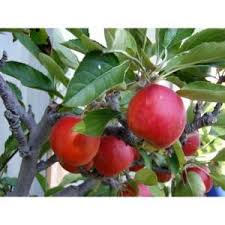 Online Orchards Dwarf Fuji Apple Tree Bare Root Ftap002 The Home Depot In 2020 Planting Herbs Edible Garden Apple Tree