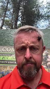 How to Tell If A Bee or A Fly Is Humming