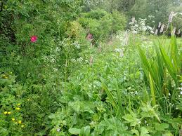 How to get rid of wild garlic in your garden. How To Create A Wild Garden And Make Your Garden A Haven For Wildlife And Wild Flowers How To Plan A Wildlife Garden Going Wild With Your Garden Taking It Back To