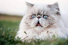 Most Expensive Cat Breeds In The World People Com