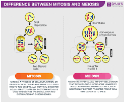 Mitosis And Meiosis Difference Between Mitosis And Meiosis