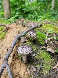 Image result for Strobilomyces strobilaceus