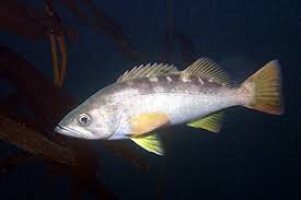 Image result for Sebaea junodii