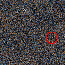 Nasa Jpl Caltech Swri Msss Betsy Asher Hall Gervasio Robles Astrobiology Magazine Exploring Origins Of Life On Earth Beyond Nasa News Page 83