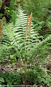 The illustrations are altogether worthy of the text. Cinnamon Fern Osmunda Cinnamomea L Minnesota Ferns