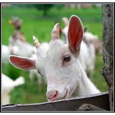 Treklens The Young Goat Photo Found On Polyvore Cute Animals Animals Friends Animals