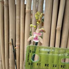 Image result for Oeceoclades