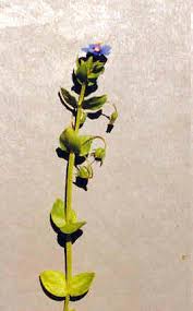 Image result for Anagallis elegantula