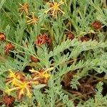 Image result for Gnidia involucrata