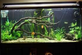 75 Gallon Discus Tank Remodel Aquarium Fish Tank Fish Tank Decorations Planted Aquarium