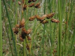Image result for Schoenoplectus muriculatus