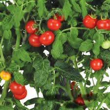 4.7 out of 5 stars, based on 115 reviews 115 ratings current price $386.58 $ 386. Miracle Gro Aerogarden Mega Cherry Tomato 7 Pod Seed Kit Walmart Com Walmart Com