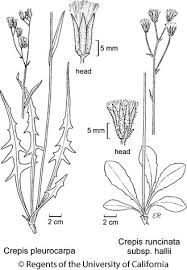 Image result for Crepis