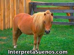 Resultado de imagen de ponis